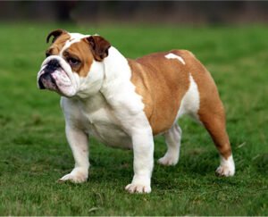Bulldog